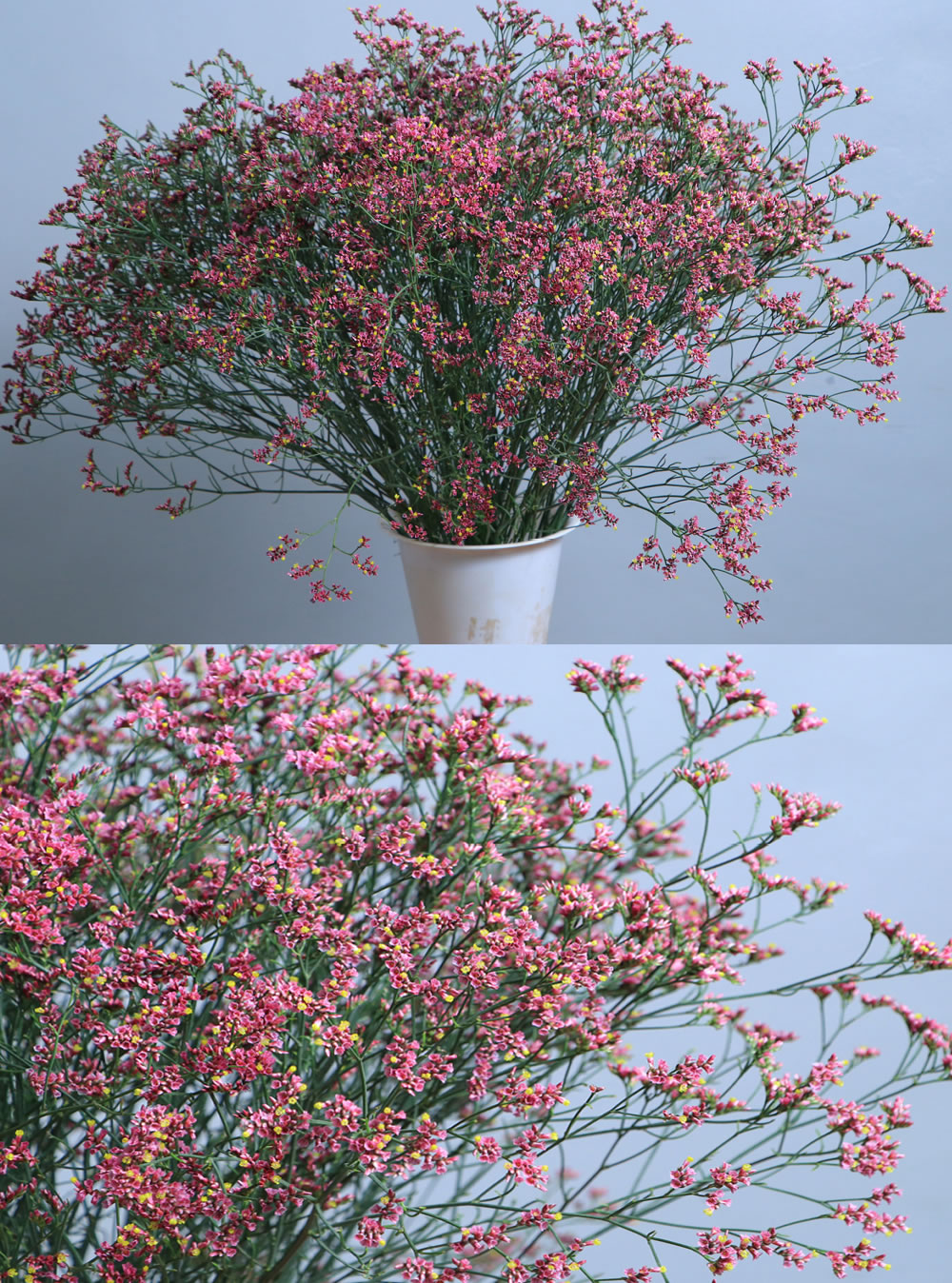Limonium Pink (tight)