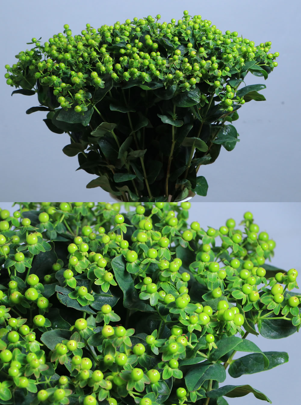 Hypericum Green