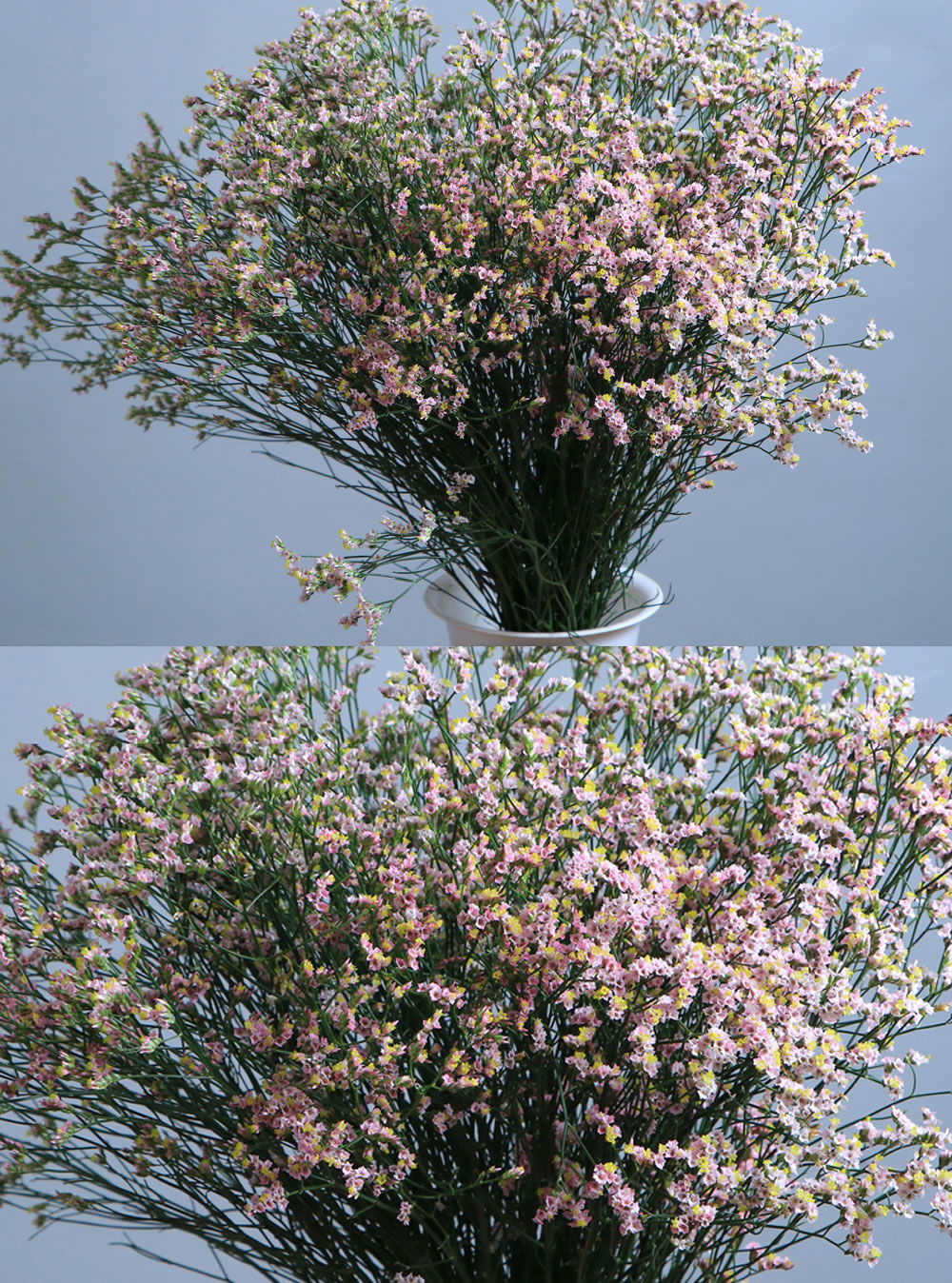 Limonium Pink