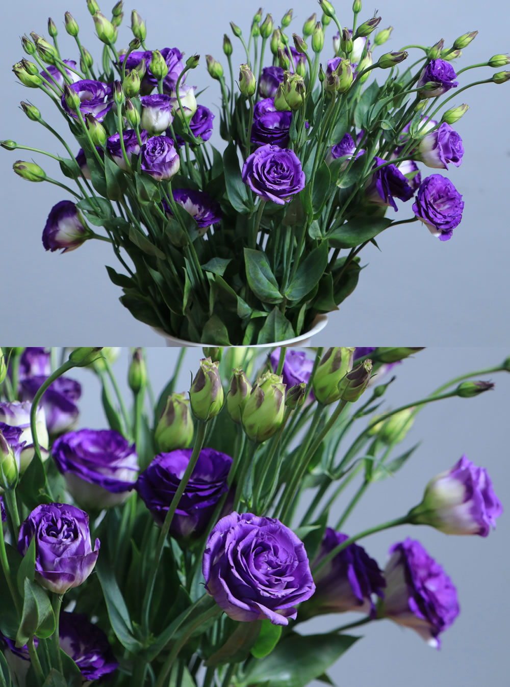Lisianthus Blue