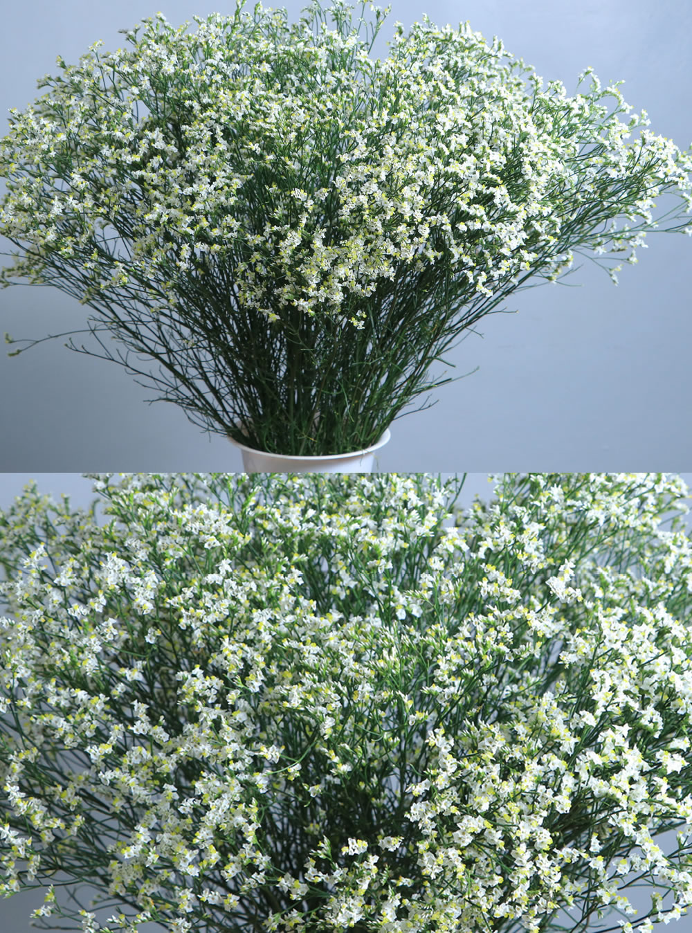 Limonium White