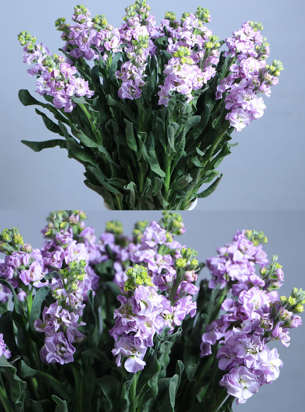 Mathiola Marine Blue