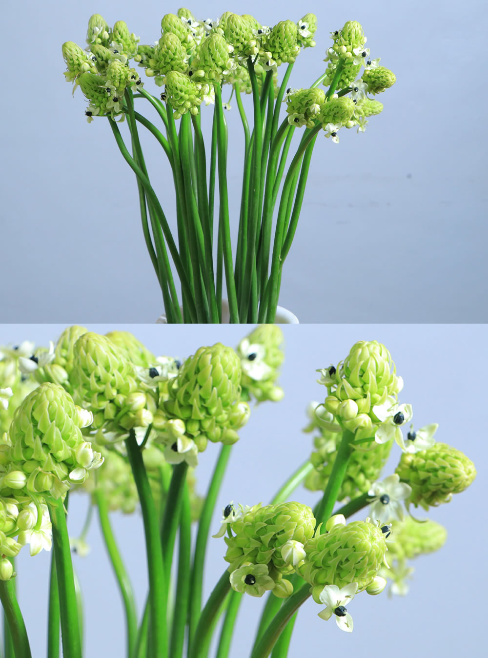 Ornithogalum (Arabicum)