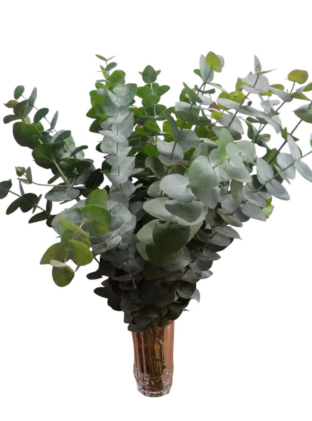 Eucalyptus