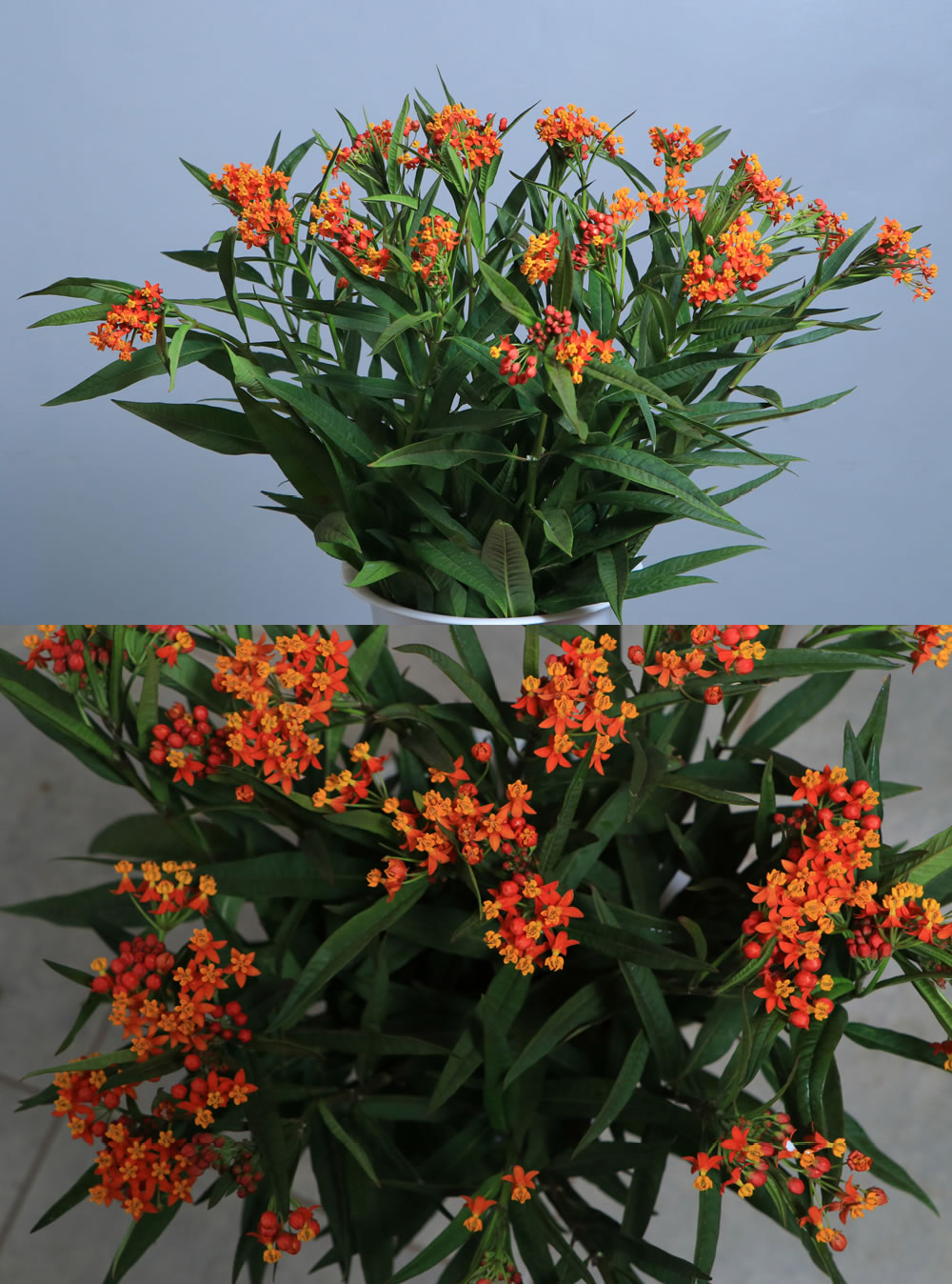 Asclepias